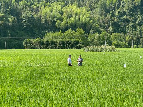 人民网记者在湖南省保靖县采访粮食种植情况。人民网 欧阳易佳摄