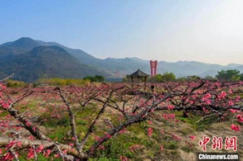 粤北古城连州桃花盛开 游客踏春赏花乐趣多