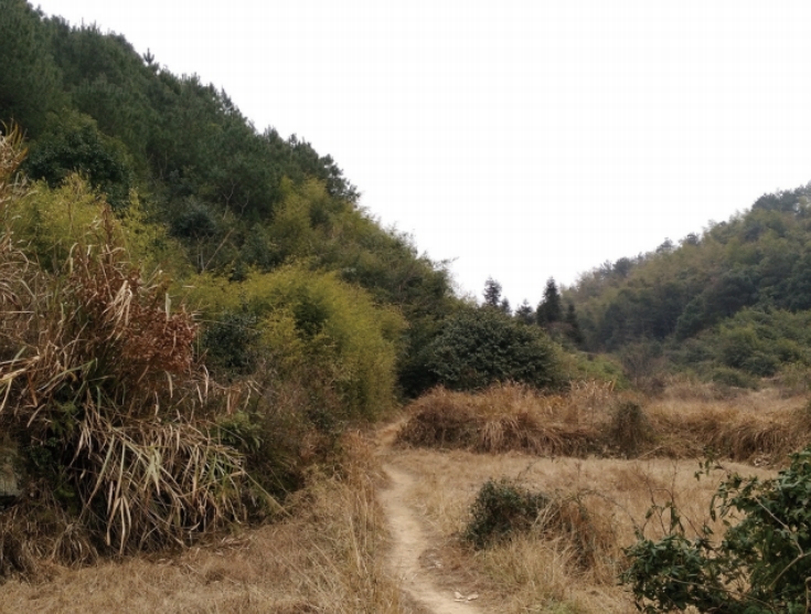 淹没在荒草丛中的山路