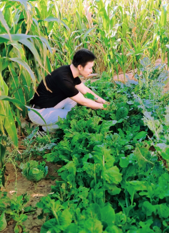 午后，我在菜地里除草，以便大白菜能更好地生长