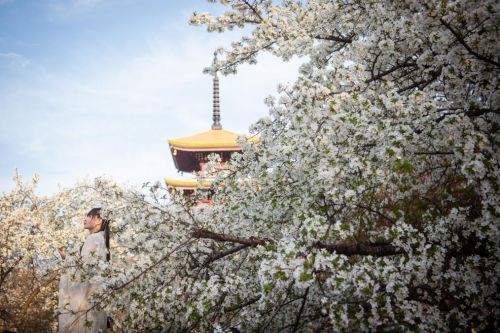 “赏花经济”带动文旅市场春潮涌动