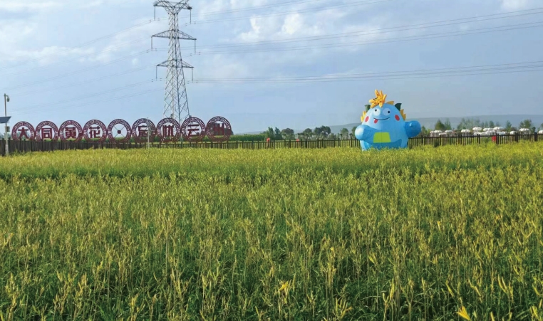 盛开的黄花花海在阳光沐浴下更为赏心悦目