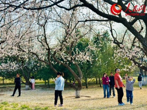 又是一年清明至：品味传统文化 感受时代新韵