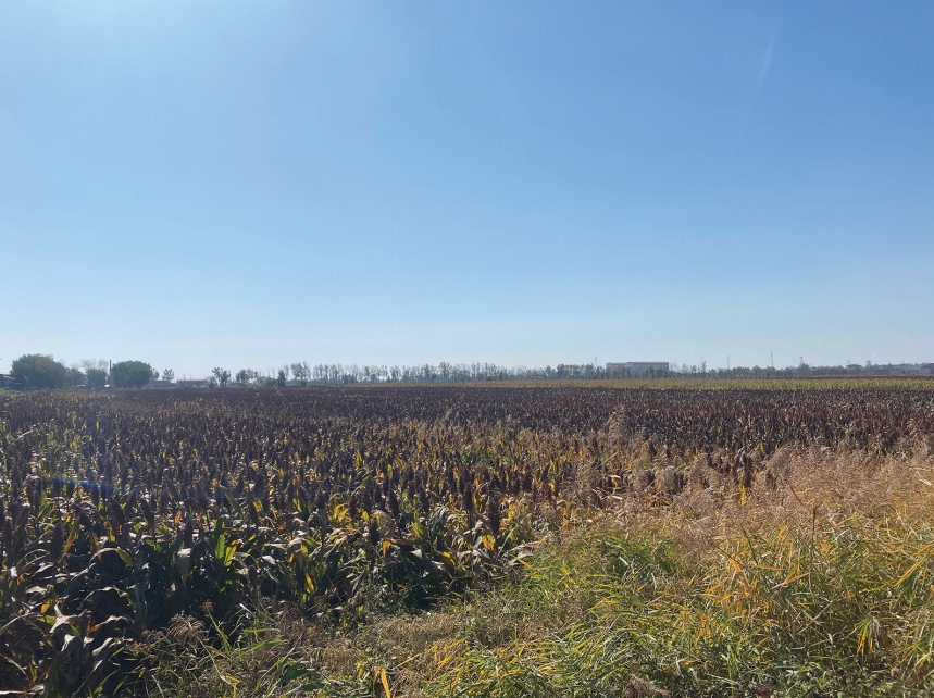 杨房村的田间地头广泛种植着红高粱，这是酿造食醋的主要粮食