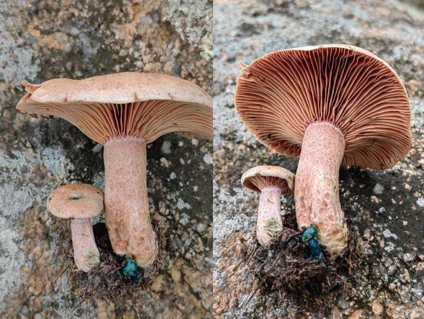 刚采摘的菌子呈伞状，有风琴般的褶皱，通体黄色，伞盖上有绿色伤痕