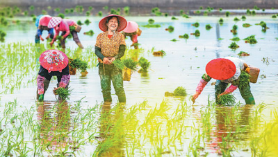 谷雨将至，浙江省温州市鹿城区七都街道吟州村农民在田间抢插早稻秧苗。刘吉利摄（人民视觉）