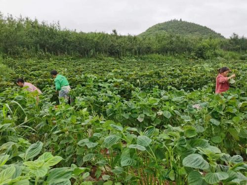 图为：采摘紫苏现场