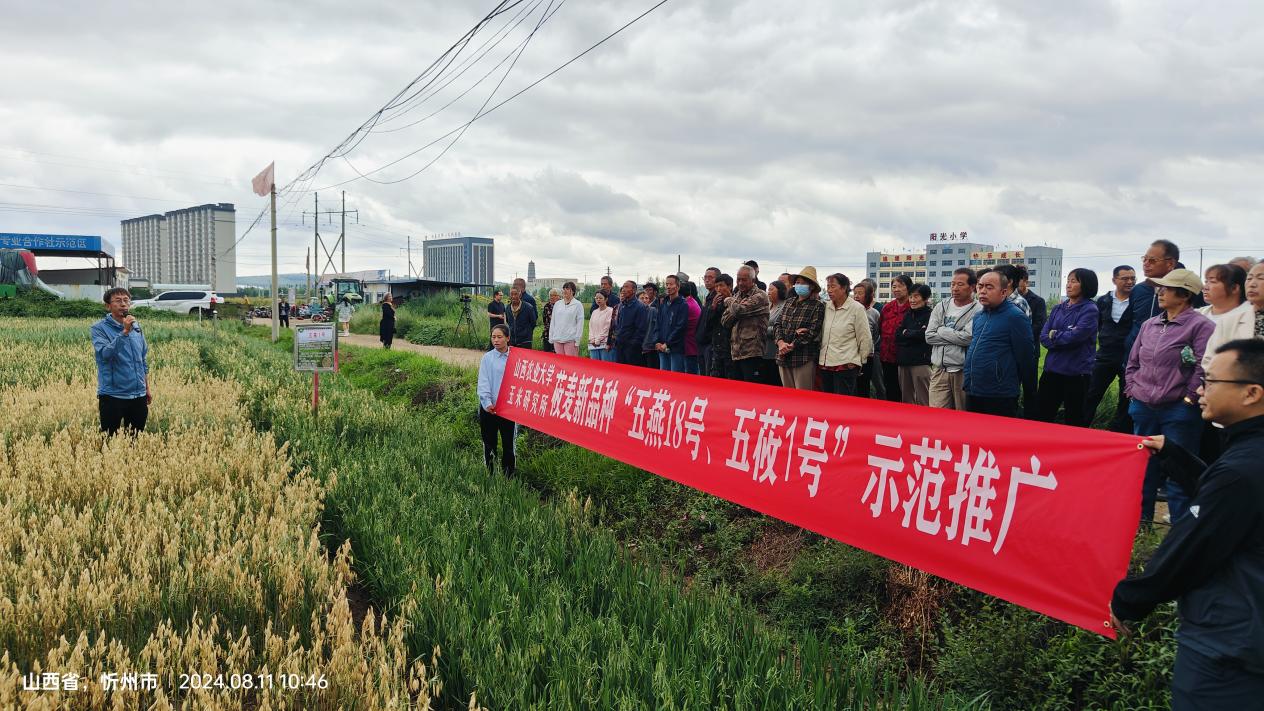 玉米研究所杂粮新品种展示观摩会在五寨县召开