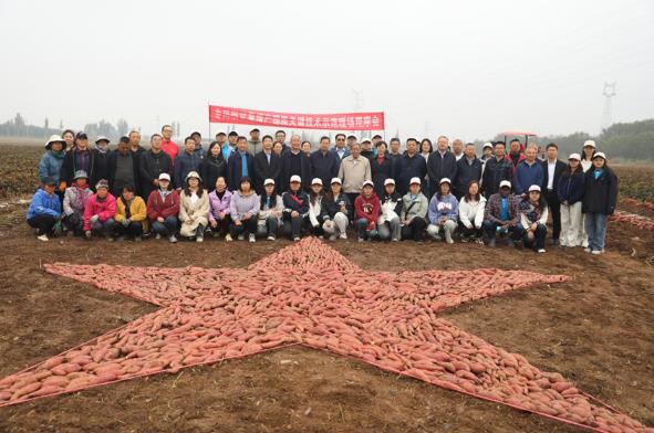 山西农大（省农科院）“特”“优”项目支持的甘薯示范基地喜获丰收