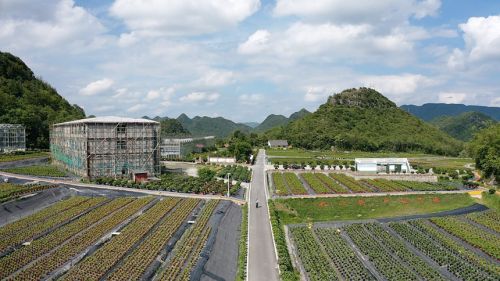 5 图为彝山花谷至杜鹃湖旅游公路沿线的花卉种植基地。黎敬程 摄